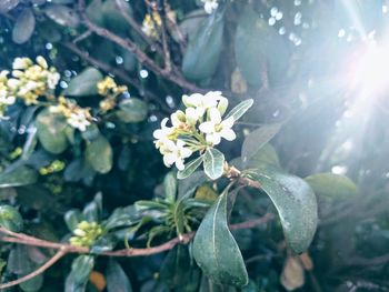 Close-up of white flowering plant