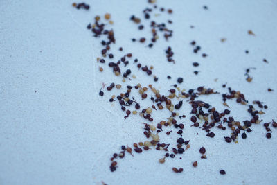 High angle view of berries on table