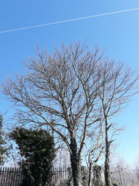 Low angle view of bare tree against clear blue sky
