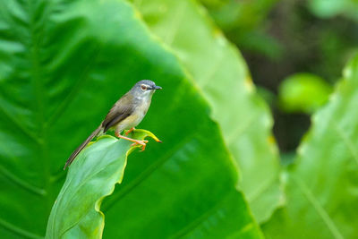 Close-up of bird perching on plant