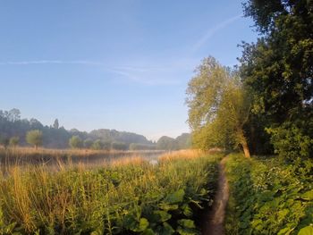 Trees on grassy field against blue sky