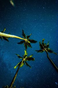 Close-up of leaf against sky at night