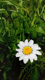 Close-up of white flower