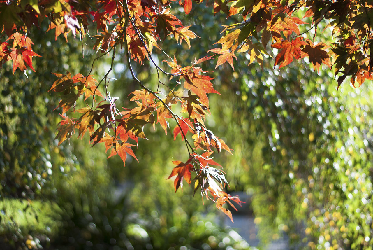 plant part, tree, leaf, autumn, plant, change, branch, growth, beauty in nature, no people, focus on foreground, nature, day, orange color, maple leaf, maple tree, close-up, outdoors, leaves, tranquility, natural condition