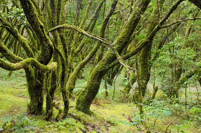 Scenic view of forest