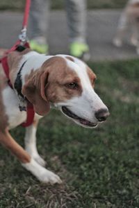 Close-up of dog on field