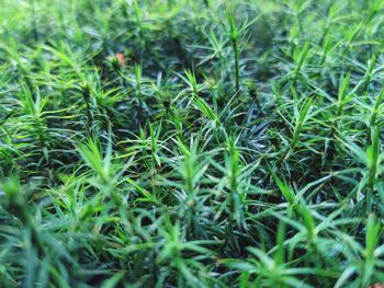 Full frame shot of plants growing on land