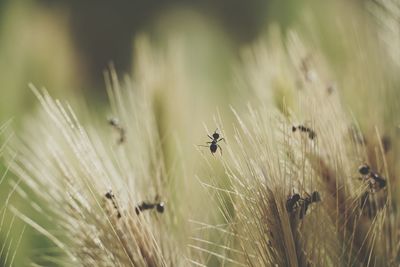 Close-up of insect on grass