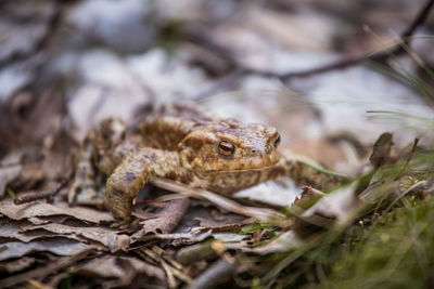 Close-up of frog on land