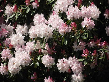 Close-up of white pink flowers