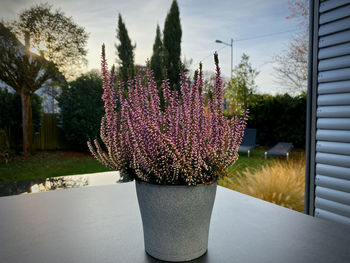 Close-up of pink flower pot against plants in yard