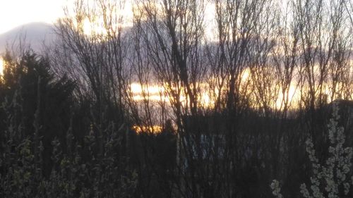 Scenic view of trees against sky during sunset