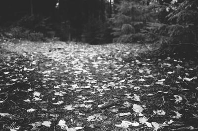 Sunlight falling on leaves in forest