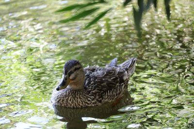 High angle view of duck swimming on lake