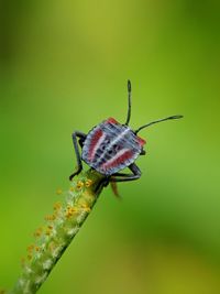 Close-up of butterfly on flower