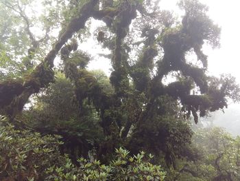 Trees in forest