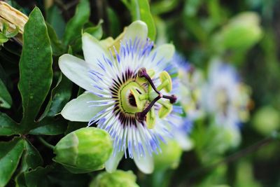 Close-up of purple flower blooming outdoors