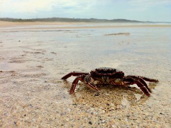 Close-up of crab on beach
