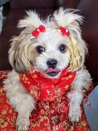 Portrait of cute dog