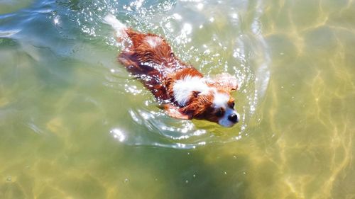 High angle view of dog swimming in swimming pool