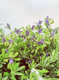 Close-up of purple flowering plants against sky