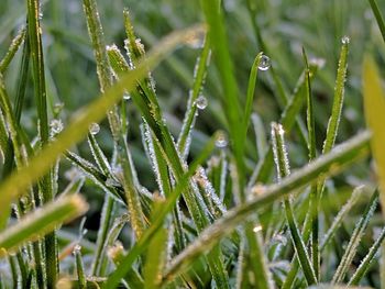 Close-up of water drops on grass