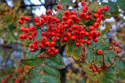 Close-up of red berries on tree