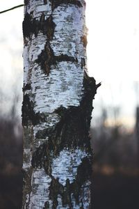 Close-up of lichen on tree trunk against sky