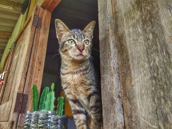 Portrait of cat by tree