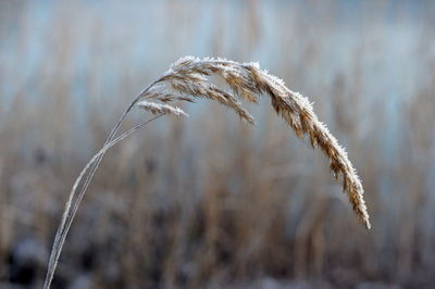 Close-up of stalks in field