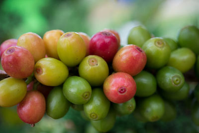 Close-up of coffee beans growing on tree