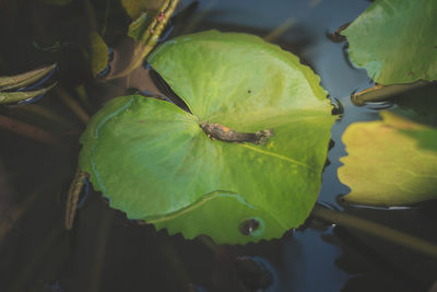 High angle view of lotus leaves floating on water