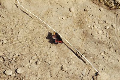 High angle view of crab on sand