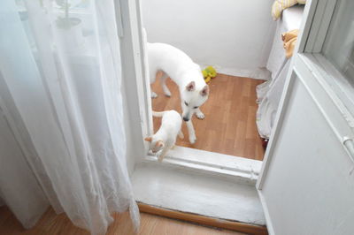 White kitten and white puppy walk around the house.dog. pets. domestic animals.