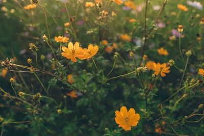 Close-up of yellow flowers blooming in field