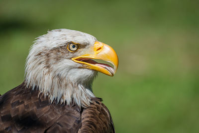 Close-up of eagle against blurred background