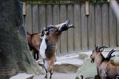 Goat standing in a fence