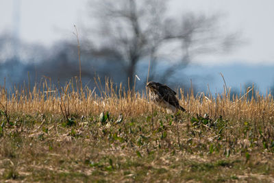 Buzzard on a harvestet field watching something in early spring.