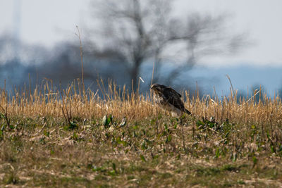 Bird perching on field