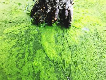 Close-up of green tree