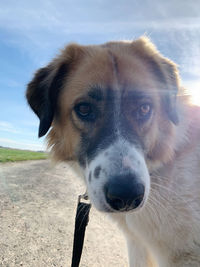 Close-up portrait of a dog