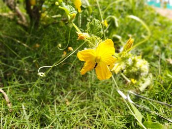 Close-up of yellow flowering plant