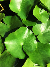 Close-up of green leaves