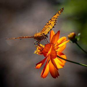 Close-up of butterfly pollinating on orange flower