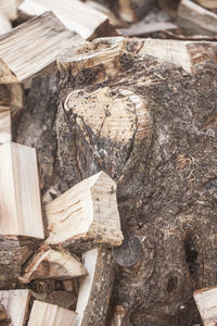 Close-up of logs in forest