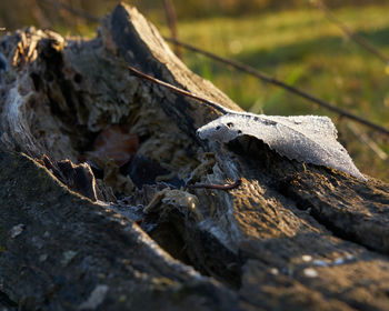 Close-up of lizard on wood