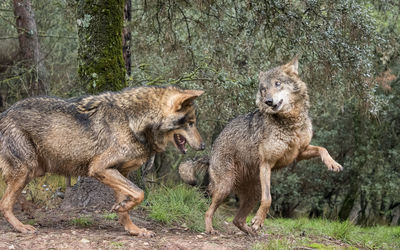 Wolves playing in forest