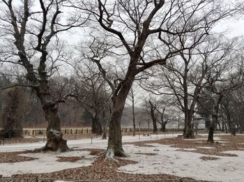 Bare trees on snow covered land