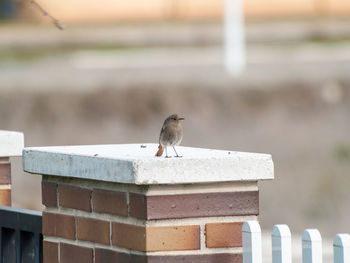 Bird perching on retaining wall