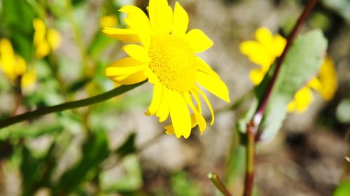 Close-up of yellow flower